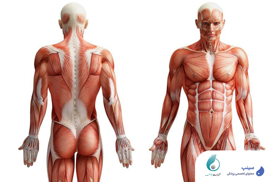 قیمت دوره های آناتومی